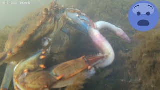 Crab Catches and Tries to EAT an EEL INSANE underwater footage [upl. by Cioffred440]