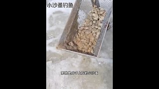 戶外捕魚：漁民用小沙蚤垂釣海鮮 釣魚 釣魚的樂趣只有釣魚人懂 原來釣魚才是抖音運動頂流 [upl. by Salahi892]