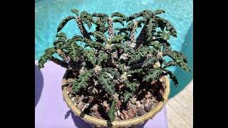 Euphorbia decaryi Rare species from Madagascar  Episode 50 [upl. by Wurst804]