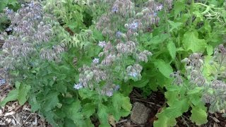 Growing Borage in your Home Garden [upl. by Radborne]