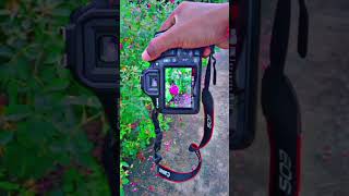 Canon 1300d photography 📸✨photography short creative [upl. by Bloom360]