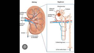 Nephrotic Syndrome [upl. by Eillit170]