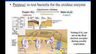 Lab 57 Oxidase Test [upl. by Drofnas]