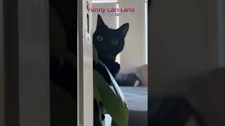 Funny Pets 😻 Cute Cats Kittens 🐈‍⬛ FunnyCats Part 2363 [upl. by Ulick]