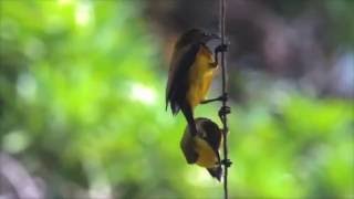 How to Build a Sunbird Nest in 90 Seconds [upl. by Ereveneug]