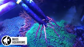 Growing Mangroves in Freshwater and Saltwater Aquariums PLUS ZIP TIE TIP [upl. by Trevah]