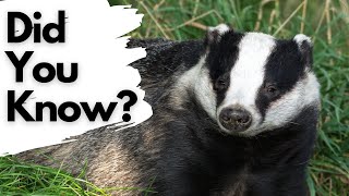 Things you need to know about BADGERS [upl. by Leamse733]