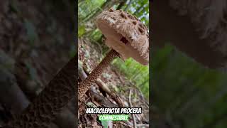 Macrolepiota procera volgarmente chiamata Mazza di Tamburo Bubbola maggiore [upl. by Morley363]