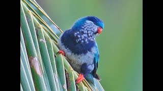 Lories and lorikeets Parrots [upl. by Belinda]