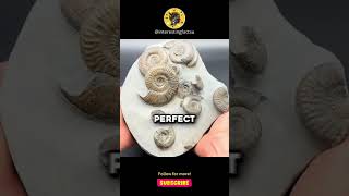 How Ammonites became fossils didyouknow interestingfacts mindblown reels history funfacts [upl. by Evan]