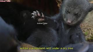 Winter Retreat The Hibernation of the American Black bear  Animal Tales [upl. by Greta]