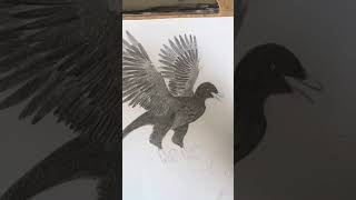 Drawing Archaeopteryx [upl. by Nnaeilsel]