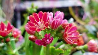 Lewisias Hardy Rainbow Flowered Succulents Lewisia Cotyledon [upl. by Swerdna853]