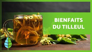 BIENFAITS du TILLEUL 🌿 Propriétés Comment préparer une INFUSION et Contreindications [upl. by Haldes962]