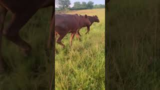 Our ankole cattle Sembabule Uganda [upl. by Tteltrab]