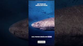 Greenland Shark 🦈🦈 shorts viral knowledgeable facts parveenchalotra [upl. by Zulema554]