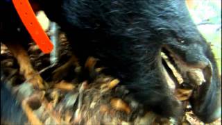 Insane Jagd Terriers On a Wild Boar  filmed with a GoPro [upl. by Rma579]