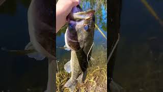 Let get the sub count up fishing bassfishing comedy fish fyp hunting bassfish fishlife [upl. by Arytal]