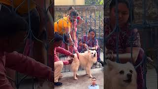 Aggressiveness dogvaccination dog dogvaccine doglover pets [upl. by Lundquist]