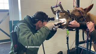 Diastema Endoscopy Procedure at Tennessee Equine Hospital [upl. by Malca725]