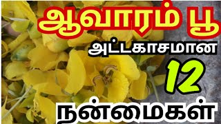 avarampoo benefits in tamil ஆவாரம்பூ பயன்கள் avarampoo powder benefits in tamil ஆவாரம்பூ பொடி [upl. by Jamison919]