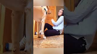 cat dog dogs cut cute love lovecats lovedogs funny virla viralvideo foryou foryoupage [upl. by Wilhelmine]