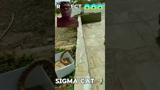 SIGMA CAT cat funny animals funnycats catlover song music slowed [upl. by Ahsille]