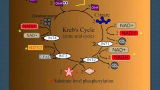 Cellular Respiration Part 2 The Krebs Cycle [upl. by Ahsenauj170]