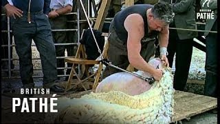 Sheep Shearing 1964 [upl. by Lindner]