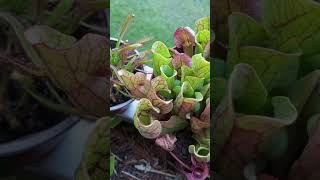 sarracenia carnivorousplants purpurea [upl. by Negeam607]