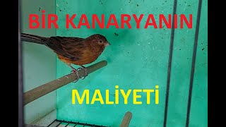 Kanarya Bakımı Bir Kanaryanın Maliyeti Ne KadarYem FiyatlariKuş FiyatlarıEnflasyon Sepeti [upl. by Accebber]