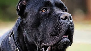 Why I Rehomed my biggest Cane Corso [upl. by Ahsiuqet]