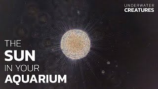 Actinosphaerium eichhorni • Heliozoa • Aquarium Creatures You Have Never Seen Before • PART 2 [upl. by Gerladina]