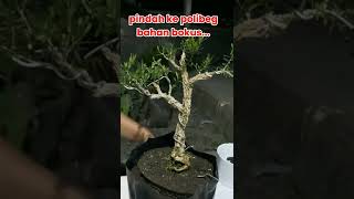 Pindahkan bonsai bokus ke polibeg bonsaimini bonsaibokus [upl. by Daniell]