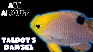 All About The Talbots Damselfish or Peach Damsel [upl. by Rehpotsrhc]