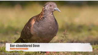 Beautiful Barshouldered Dove [upl. by Windham]