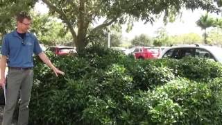 Overlooked Native Shrubs for South Florida Landscapes [upl. by Astri]