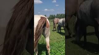 Stallion went for a walk in a herd of mares । Beautiful Horses [upl. by Yrolg163]