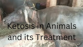 ketosis Ketosis in Animals Ketosis in Buffalo Ketosis in Cow Nervous sign of ketosis ketone [upl. by Sulecram]