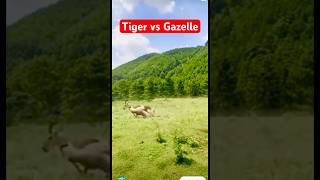 Tiger vs Gazelle Tazama vita kali ya swala na Chui🔥shorts subscribe [upl. by Diannne]