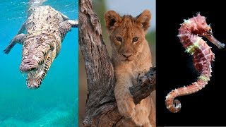 Animales ovíparos vivíparos y ovovivíparos Explicación y EJEMPLOS🐊🦁🦈 [upl. by Ylas]