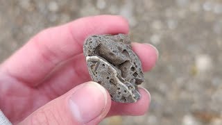 Crinoid fossils from a riverbank [upl. by Reaht34]