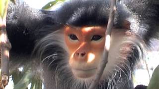 Douc Langur in Laos [upl. by Leind977]