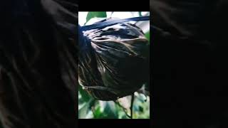 Air layering of rambutan plant malabarfarmer fruit rambutan music song [upl. by Eusoj]