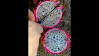 Sugestão de como comer Pitaya corretamente How to eat Dragon Fruit SUB [upl. by Boyse]