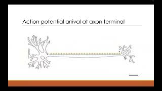 NMJ Excitation Contraction and Coupling [upl. by Vaclav]