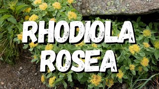 Rhodiola Rosea Saiba Tudo Sobre Essa Planta [upl. by Eiramyllek]