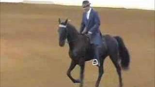 Virginia Horse Center Tennessee Walking Horse Classic [upl. by Otte]