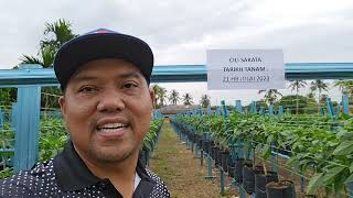 Projek Tanaman Cili Fertigasi Tambahan pendapatan buat Ladang CSR buat Masyarakat 👍👍👍 [upl. by Adnopoz]