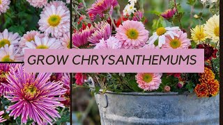 Growing chrysanthemums  what you really need to know [upl. by Nolie967]